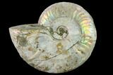 Silver Iridescent Ammonite (Cleoniceras) Fossil - Madagascar #137389-1